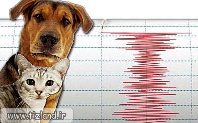 حیوانات چگونه از زمین لرزه باخبر می شوند